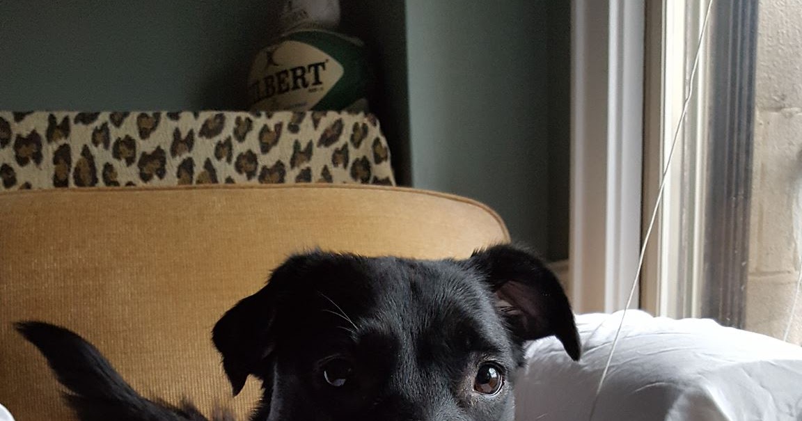 According to Vikki My dog chews on the Presidentelect