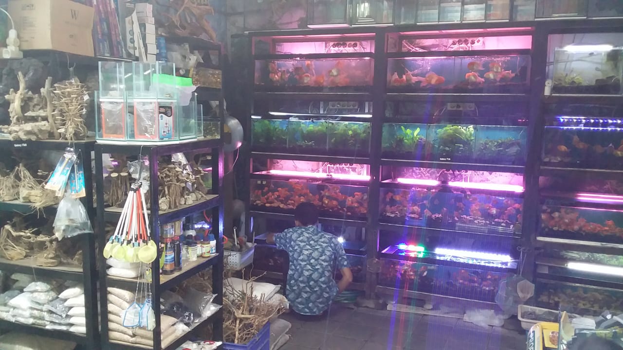 Keuntungan Membeli Ikan Hias