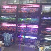 Rekomendasi Toko Ikan Hias Terdekat Murah di Tembalang Semarang