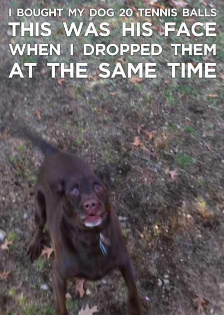 Dog's Priceless Face Reaction When 20 Tennis Balls Dropped At The Same Time
