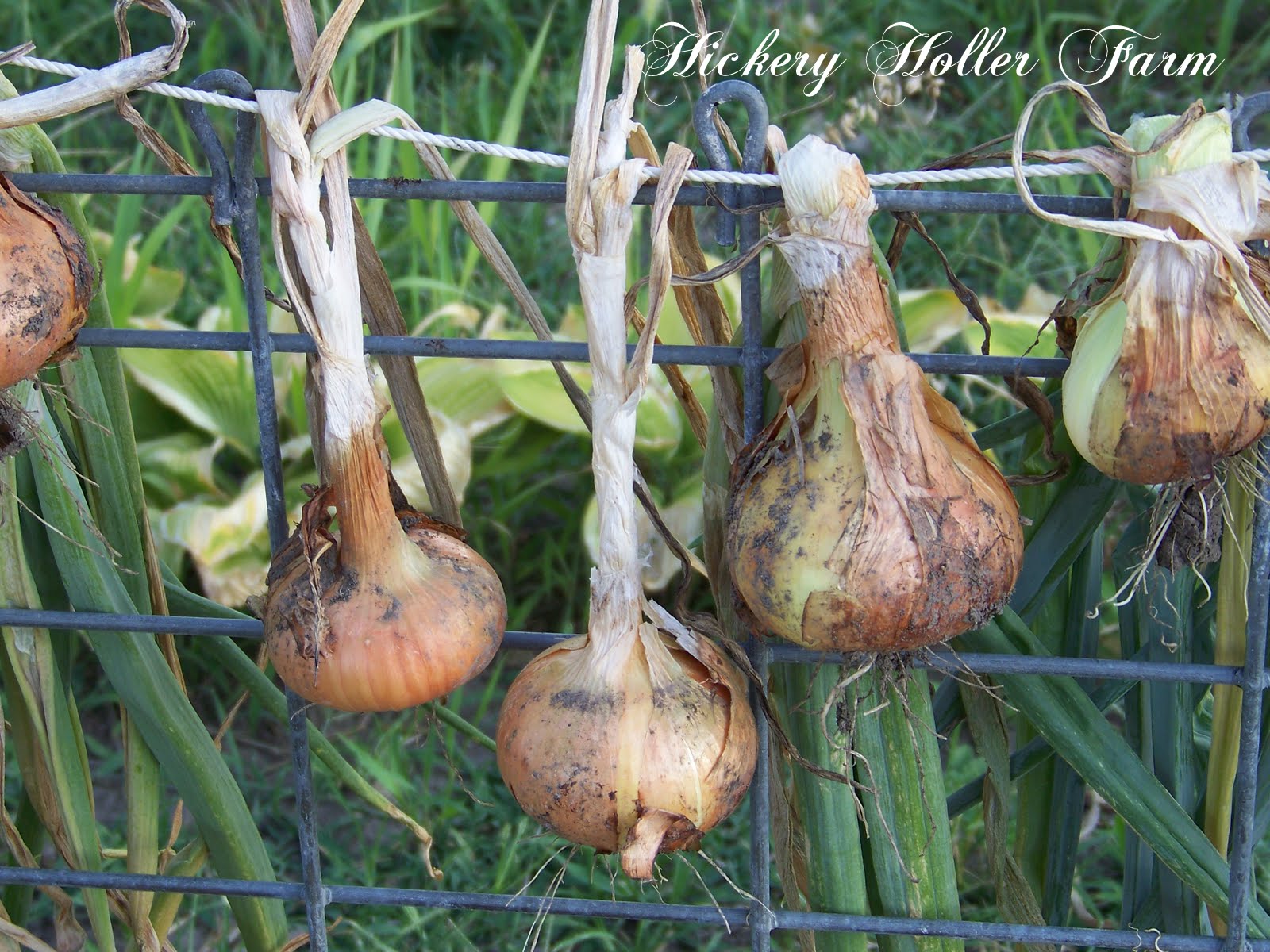 Hickery Holler Farm Onions