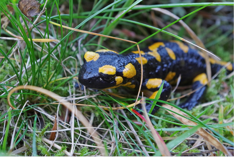 5600 Contoh Gambar Hewan Salamander HD Terbaik