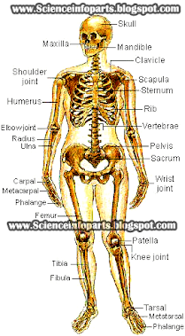 Science, Biology,Human and Body Parts Best Informtion