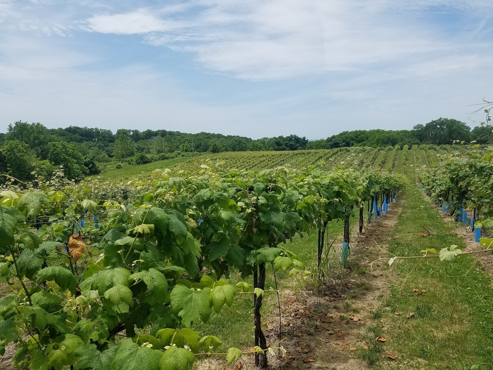 Missouri Wine Reviving American Heritage Grapes at Vox