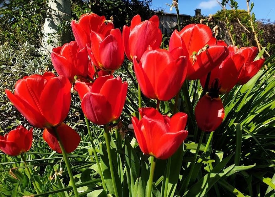 WHAT TO DO WITH TULIPS AFTER THEY DIE? The Garden of Eaden