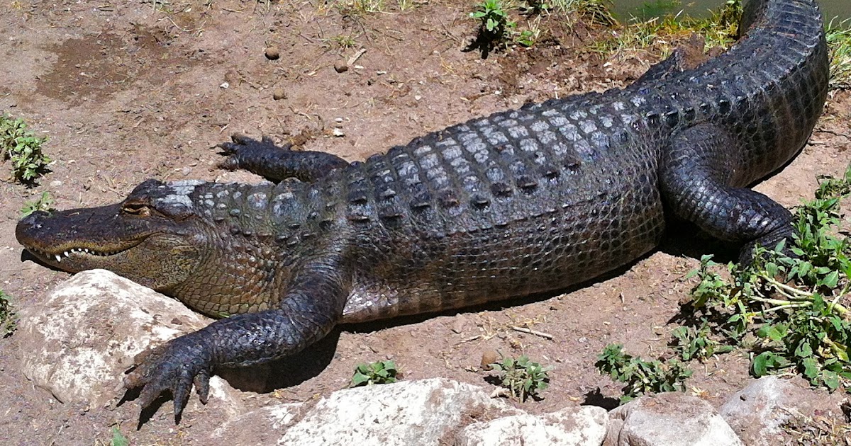 American alligator  Smithsonian's National Zoo
