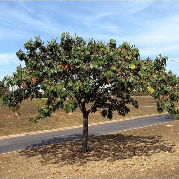 Grow Your Own Balsa Tree