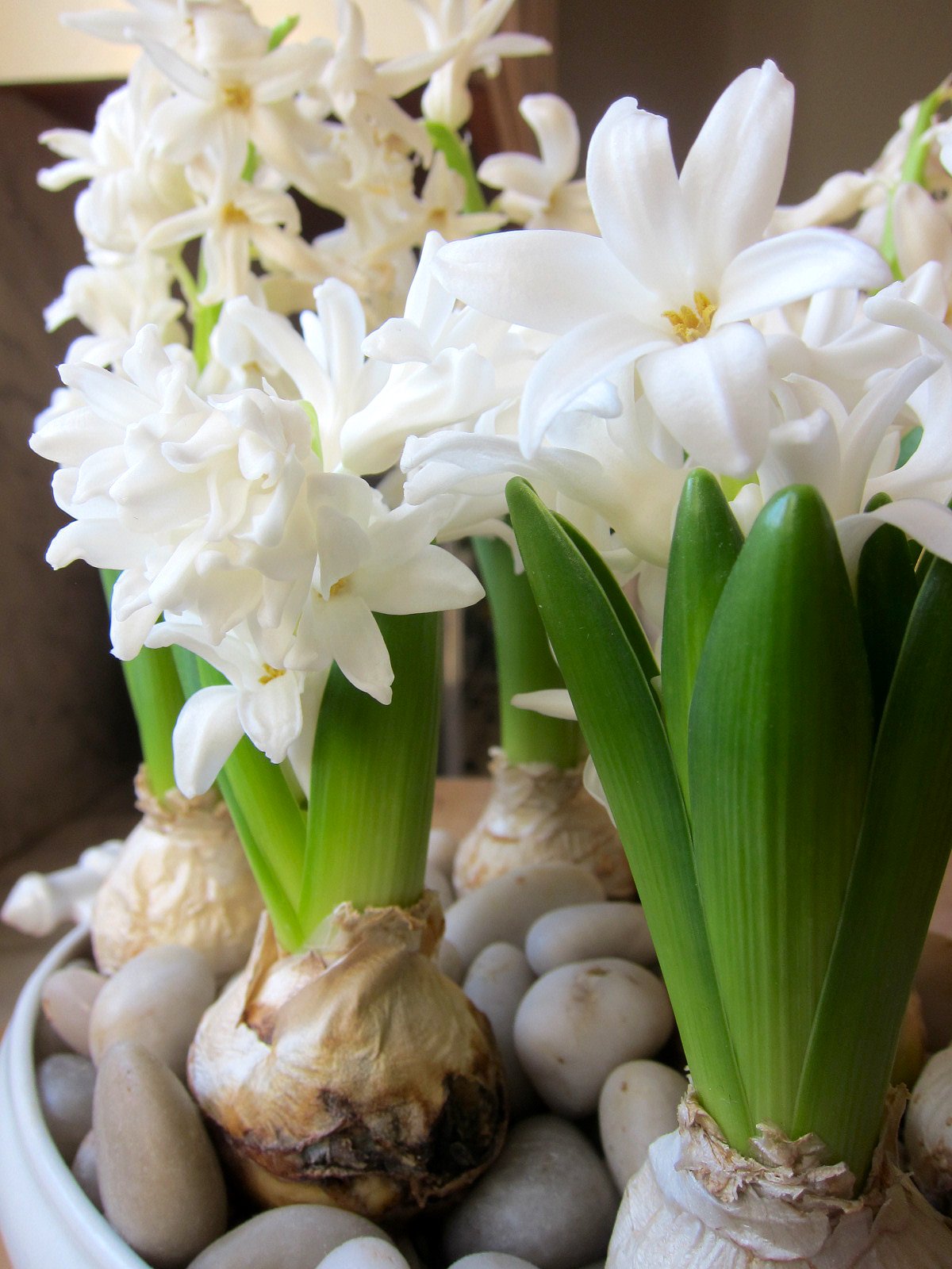Chronica Domus The Sweet Smell of Hyacinths