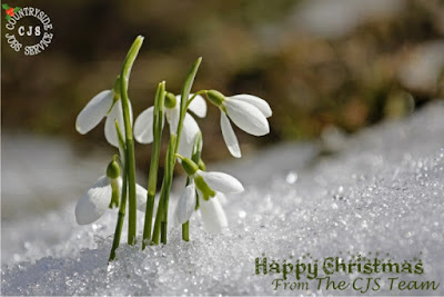 bunch of snowdrops growing through snow