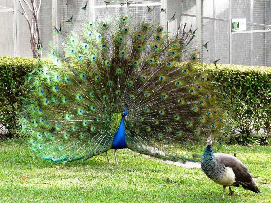 Peacock Penis 31