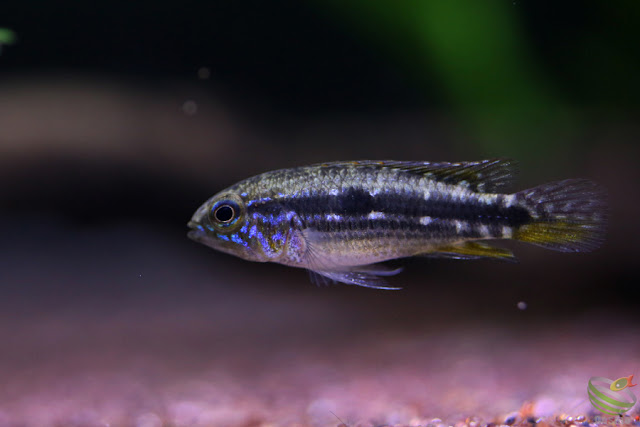 Apistogramma mendezi / Santa Isabel