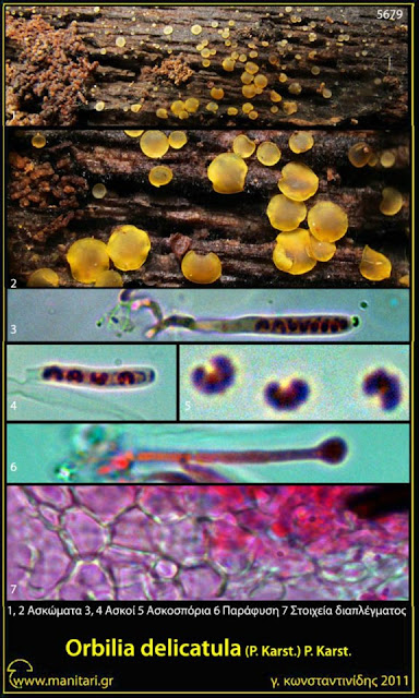 Orbilia delicatula (P. Karst.) P. Karst.