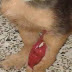 Πάτρα: Νέο περιστατικό κακοποίησης ζώου – Έδεσαν στο λαιμό σκυλίτσας σύρμα (φωτο)  