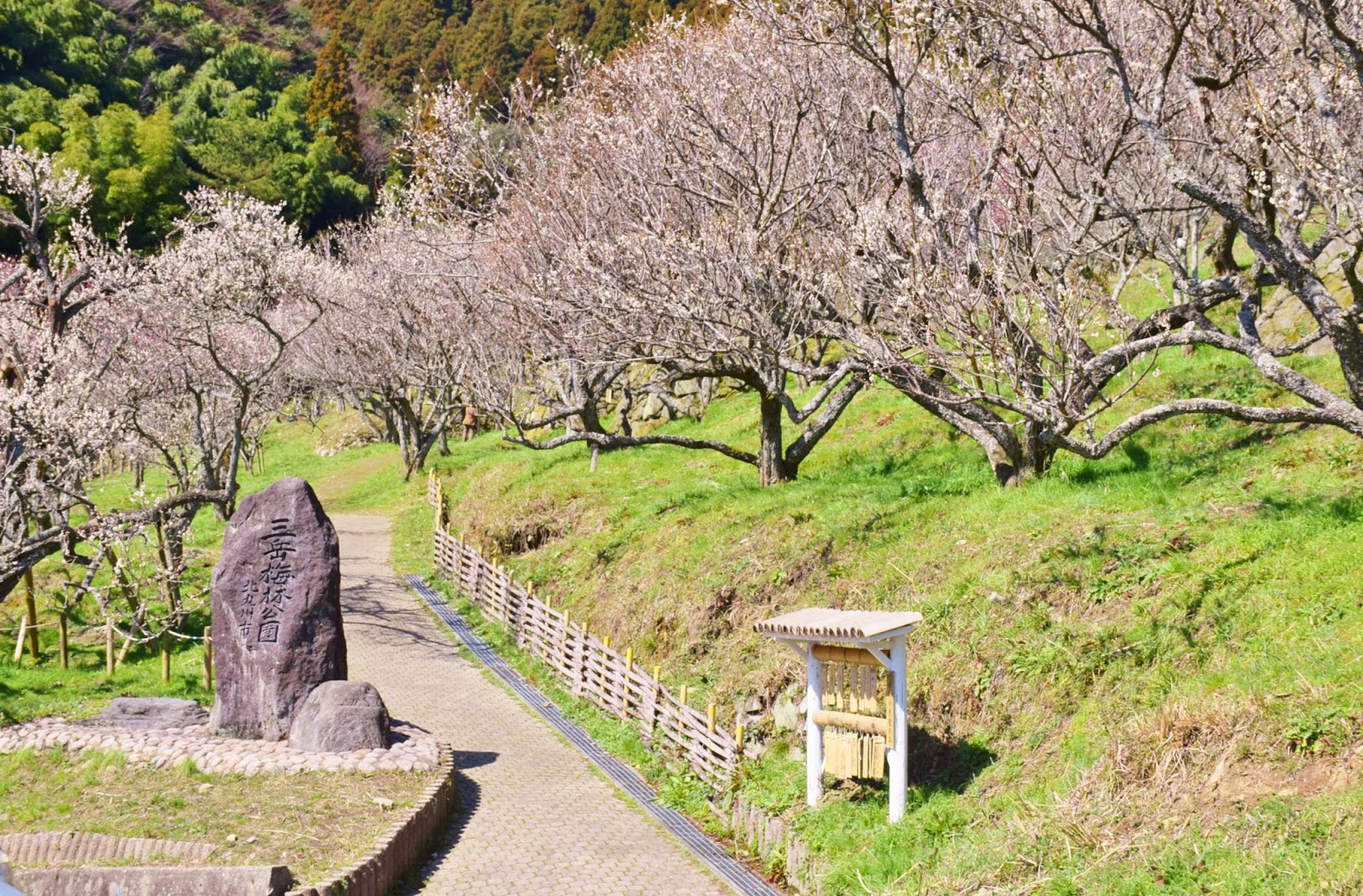 和の花だより 三岳梅林公園 小倉南区 14