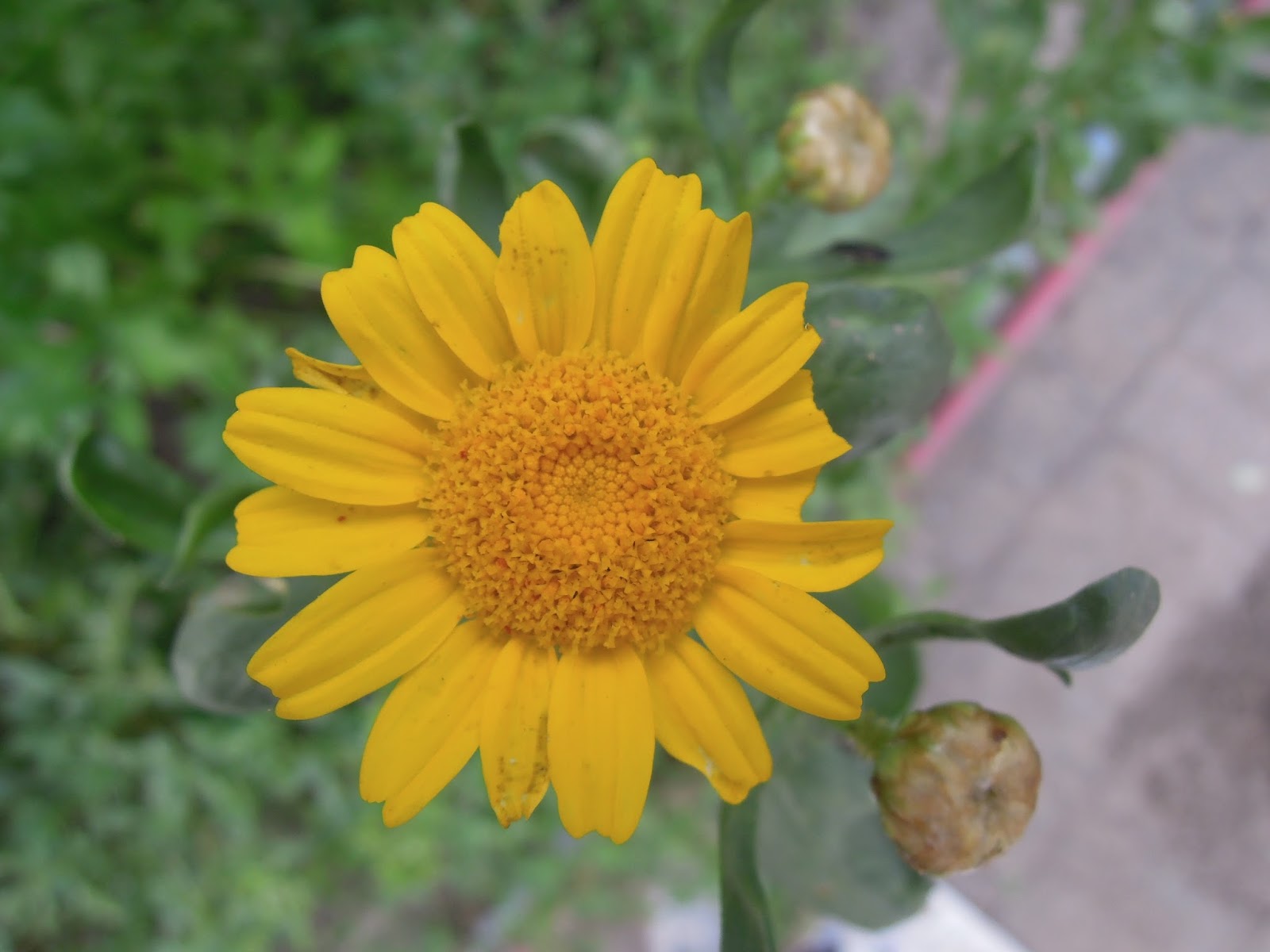 Garland chrysanthemum (shungiku)