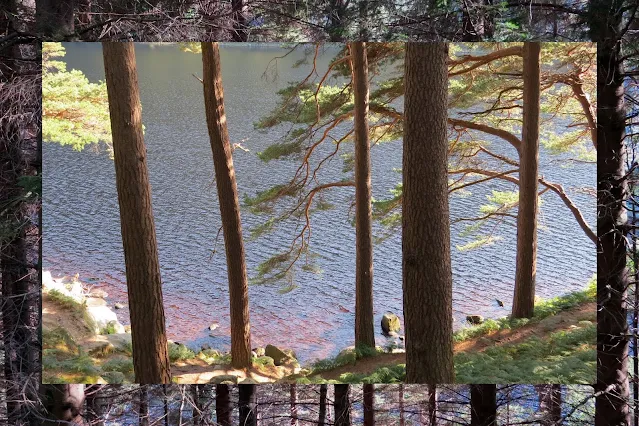 Hillwalking at Glendalough in County Wicklow - Through the Woods