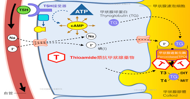 抗甲狀腺藥物機轉