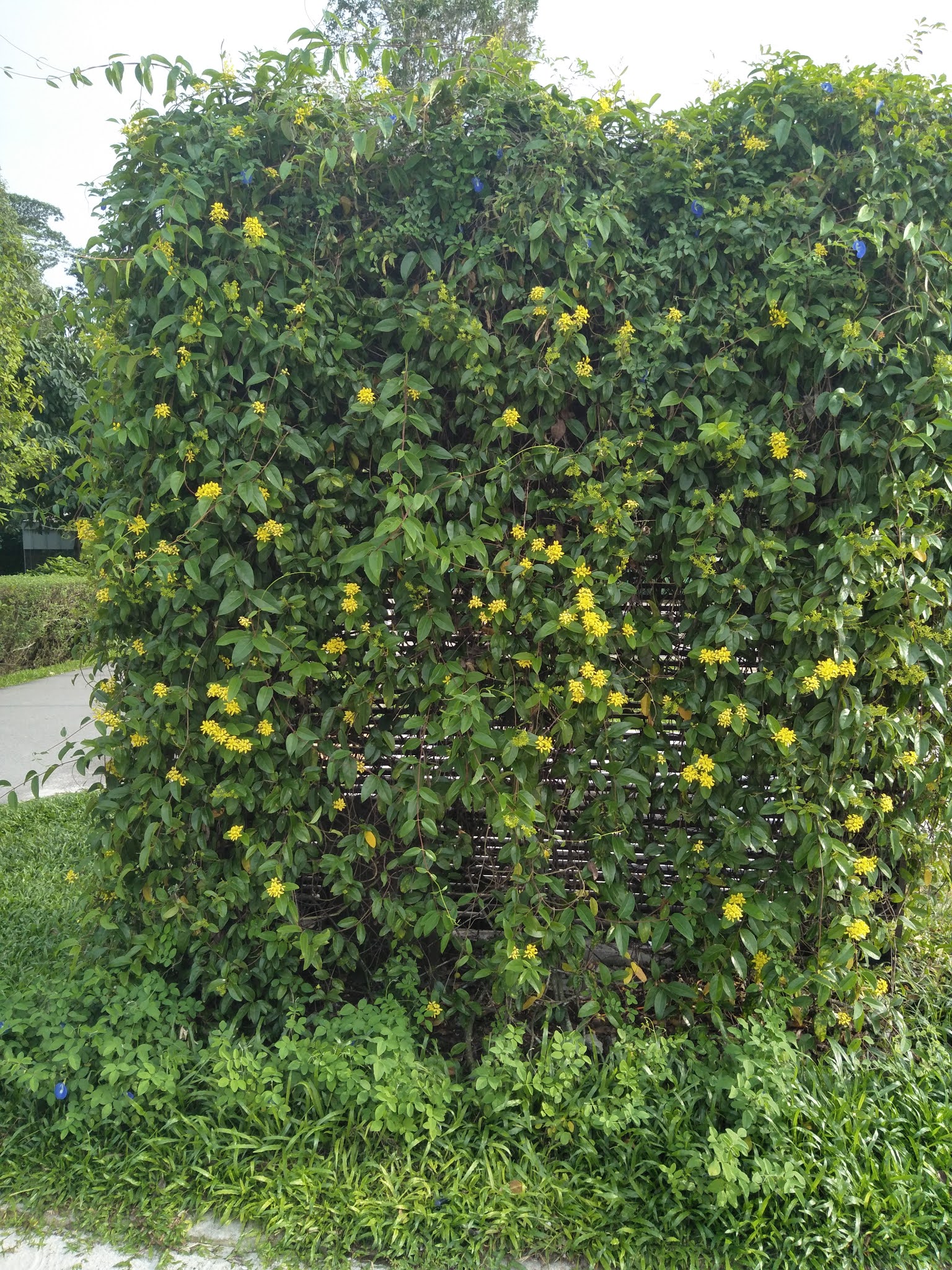 This Wonderful Life Creepers and Climbers