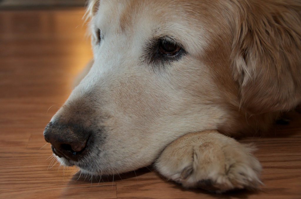 Natural Herbal Remedies Herbal Supplements Articles Best Herbs For Treating Pain in Dogs