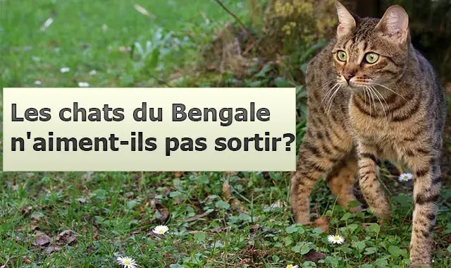 Les chats du Bengale n'aiment-ils pas sortir?