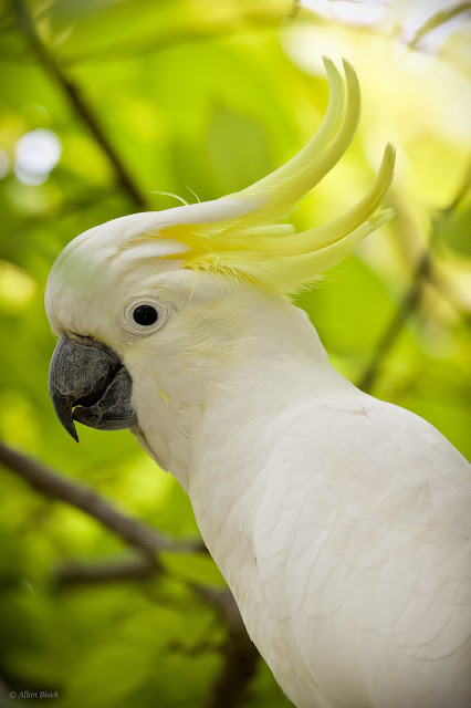 sulfur crested cockatoo screaming sulfur crested cockatoo screaming