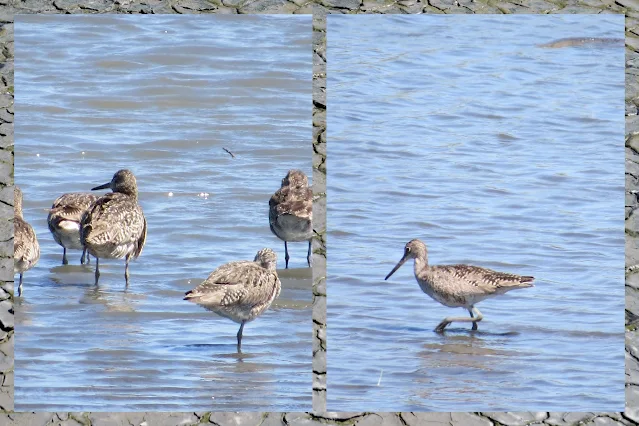 SF Bay Area Birding - Western Willet