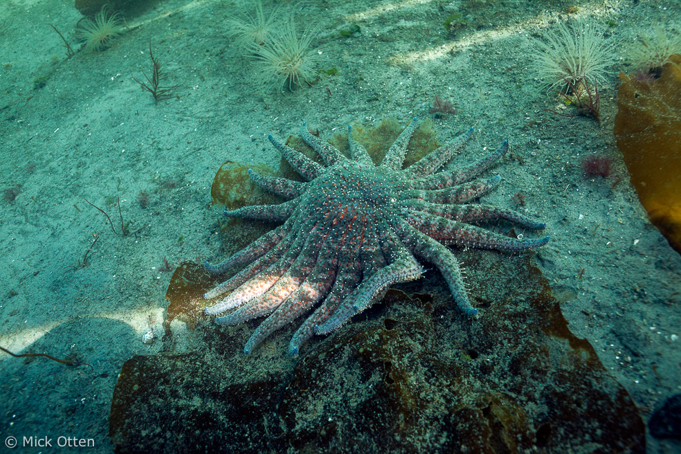 Mick's marine biology Sunflower star an amalgam of superlatives part 2