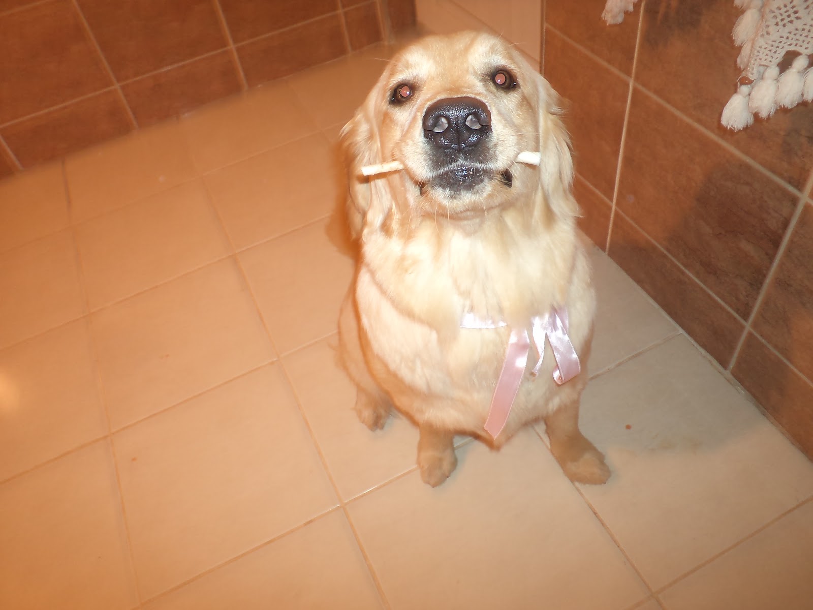 kont köpek