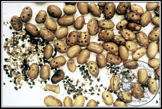 خنفساء الفول الكبيرة Bruchus rufimanus 