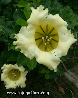 Solandra longiflora