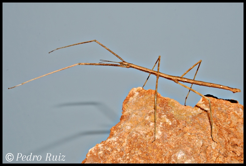 Ninfa macho L5 de Parapachymorpha zomproi, 6,5 cm de longitud Ninfa macho L5 de Parapachymorpha zomproi, 6,5 cm de longitud