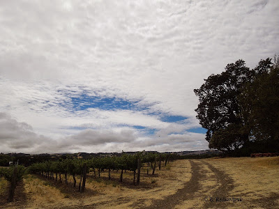 Cloud Formation over  Doce Robles Vineyard, Paso Robles, © B. Radisavljevic