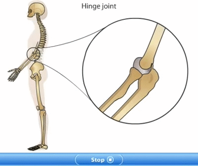 Ограничение движения в коленном суставе. Суставы анимация. Подвижность суставов. Подвижные суставы. Сустав gif.