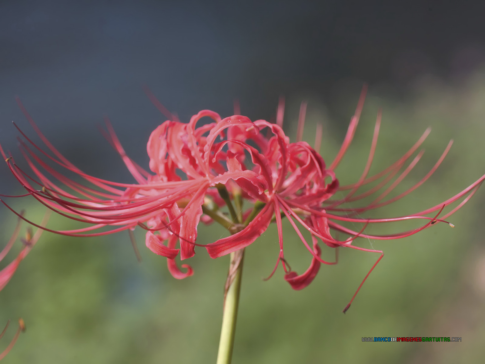 Red asian flower think Red asian flower mine