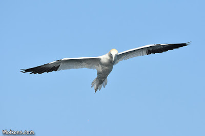 Mascarell (Morus bassanus)