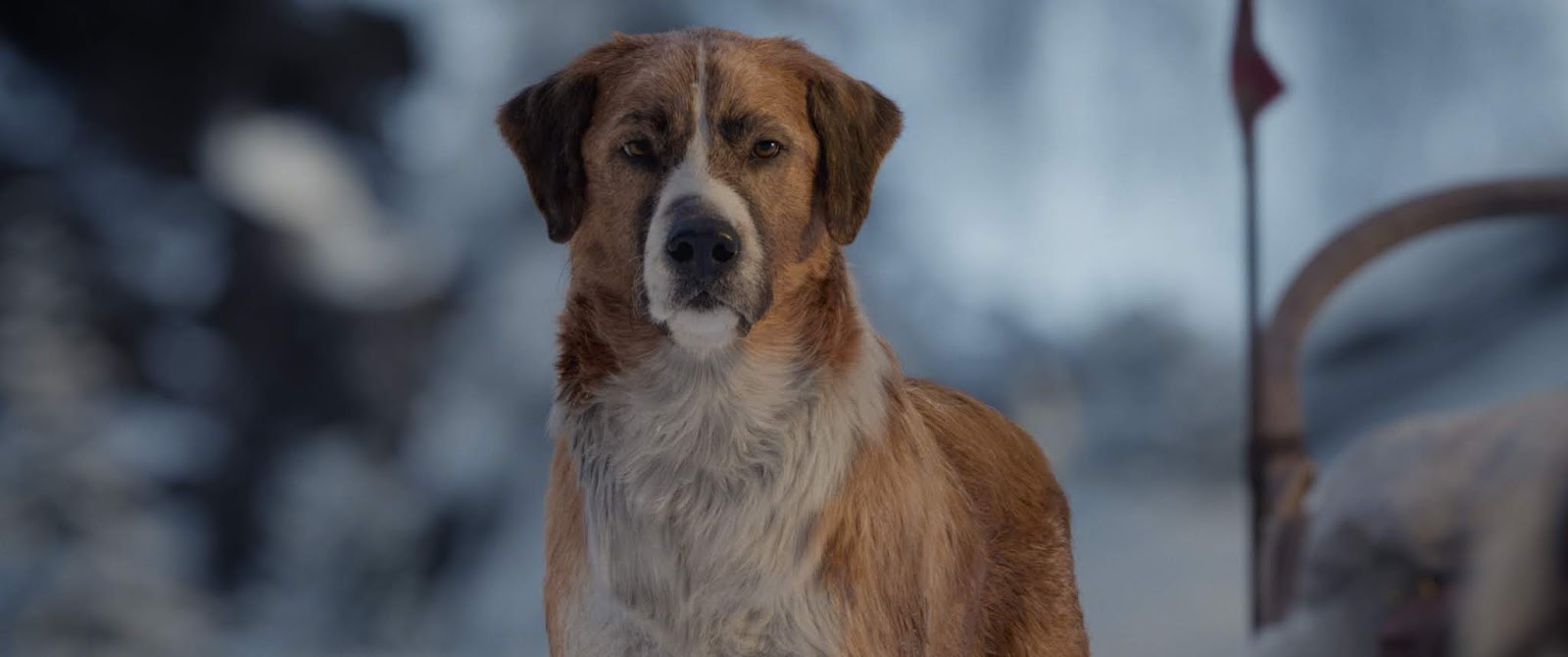 Win 10 Double Passes to Call of the Wild Movie Australian Dog Lover