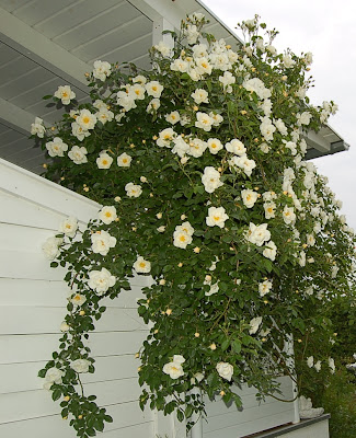 dreamyswhiteworld: Rosenzeit: Die schönste Zeit für mich,wenn die Rosen