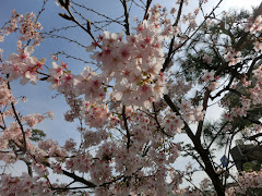 玉縄桜