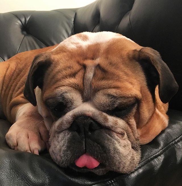 British Bulldog Sleeping Tongue Sticking Out