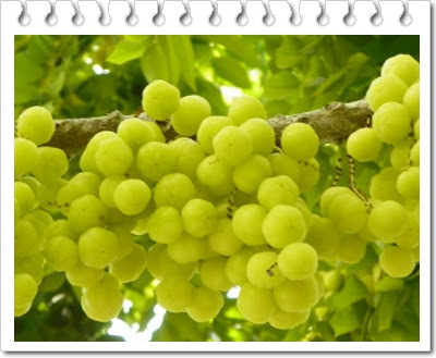 Manfaat Buah Cermai Dan Cara Mengolahnya Menjadi Jus Yang Enak Bilhio Com