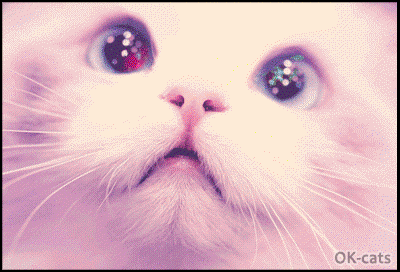 Art Cat GIF • White Persian Cat is scared and mesmerized by his human. 'Whatcha doin'?" Art Cat GIF • White Persian Cat is scared and mesmerized by his human. 'Whatcha doin'?"
