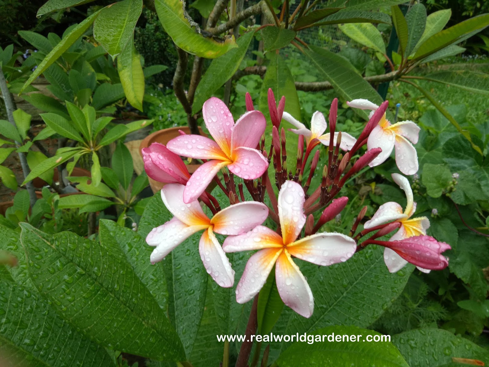 Growing Days Growing Autumn Bouquets