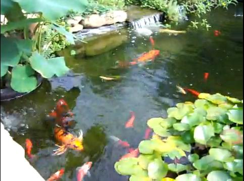 goldfish eggs in pond. Goldfish, Shubunkins, Koi and