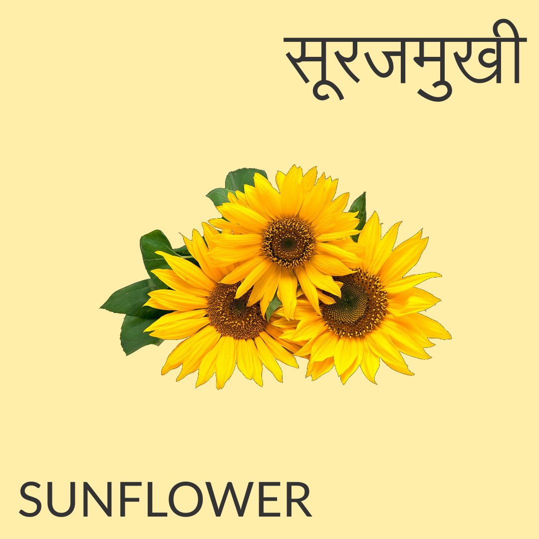 Flowers name in Hindi and English