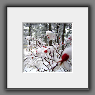 Holiday red rose photo, a winter flower floral botanical art print, of berry red rose hips blanketed in a fresh winter white snow.