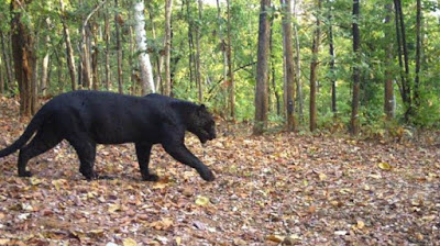 Udanti Sitandai Tiger reserve Gariyaband, Udanti Sitanadi Abhyaran udanti tiger reserve