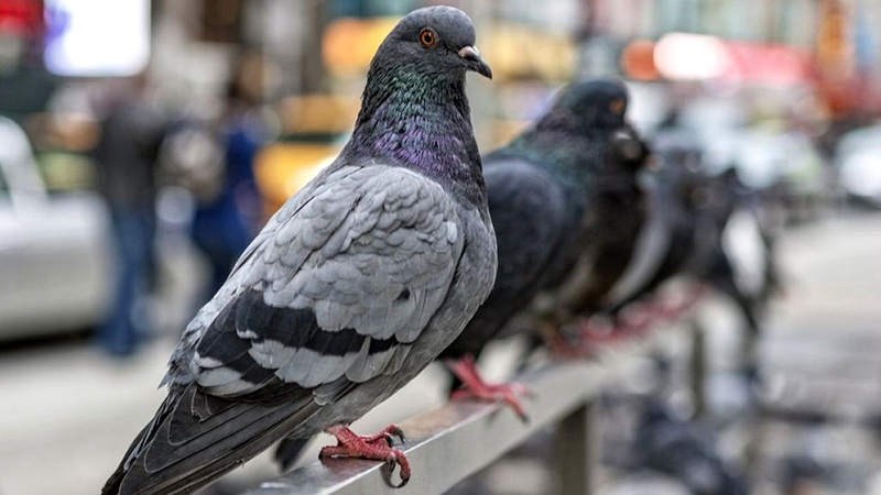 Cardiff Market, Wales The World Belongs to the Pigeons Now