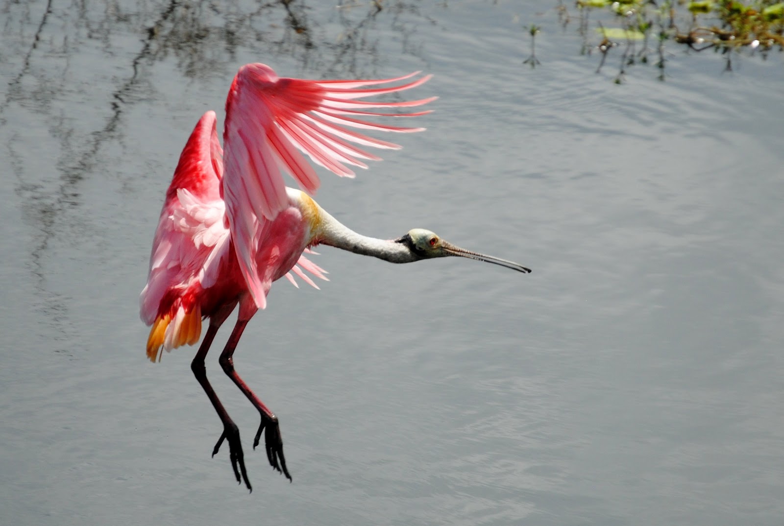 Field Notes and Photos Roseate Spoonbill (Platalea ajaja), Florida's