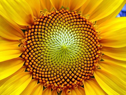 La concepción matemática de la realidad de Pitágoras en las flores