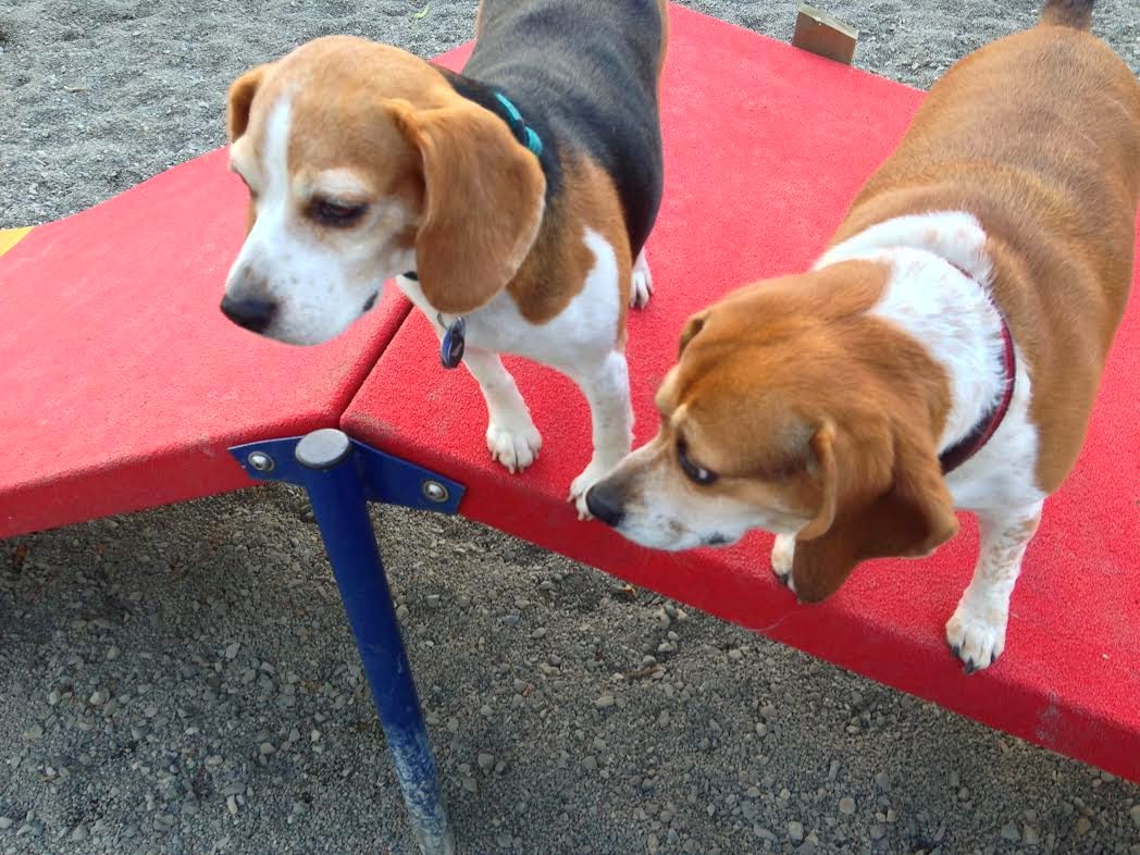 You Really Are Great Beagles are Dumb Dogs